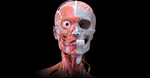 Human head anatomy 